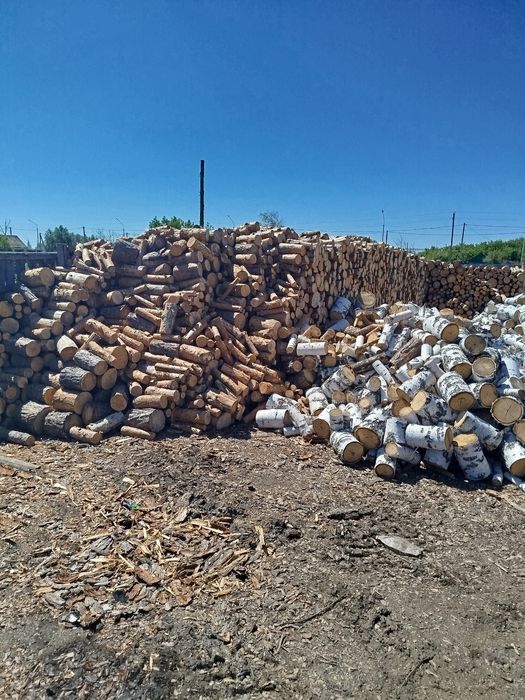 Берёза Белая, Сосна