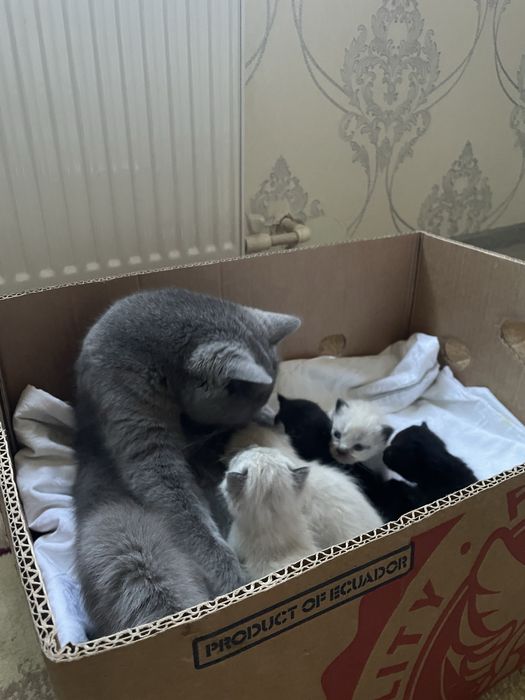 Продаются котята мама британская папа сиамский