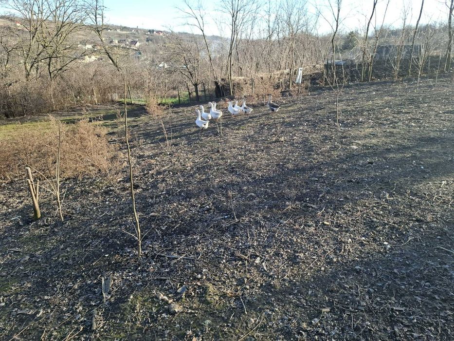 Vand gaste romanesti