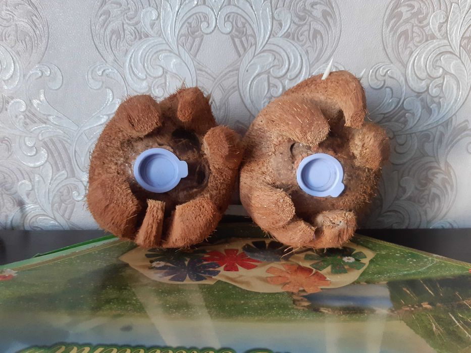 Сувениры копилки слоны из кокоса