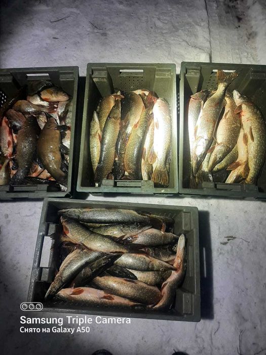 Щука шоковой заморозки !