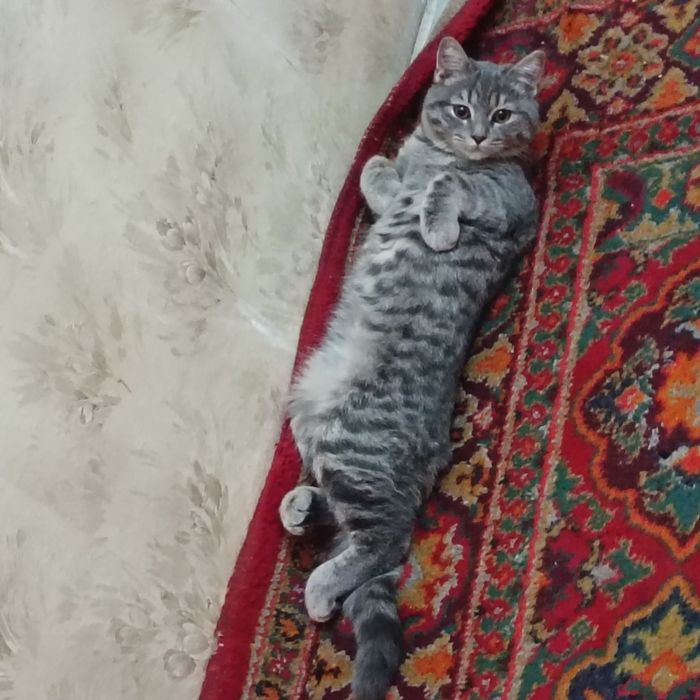 Scottish strayt mushuk