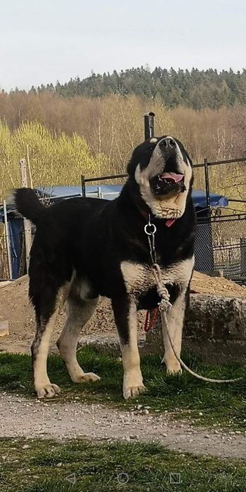 Ciobanesc de asia centrala