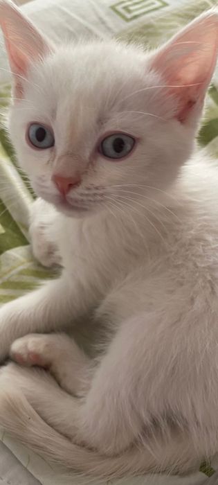 Ветеринар.Вызов на дом.