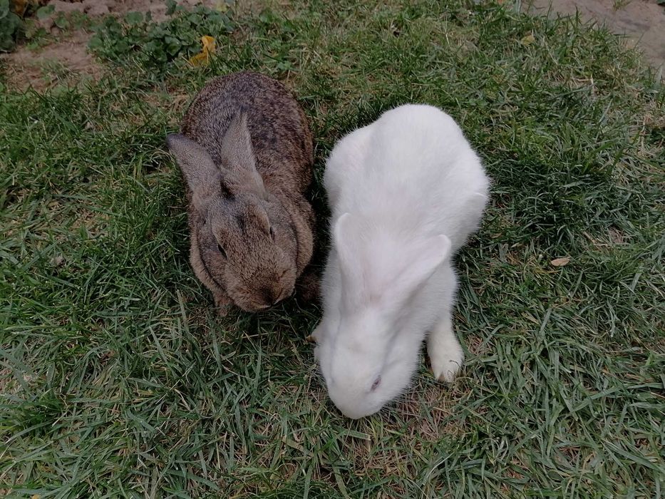 Para quyonlar sotiladi