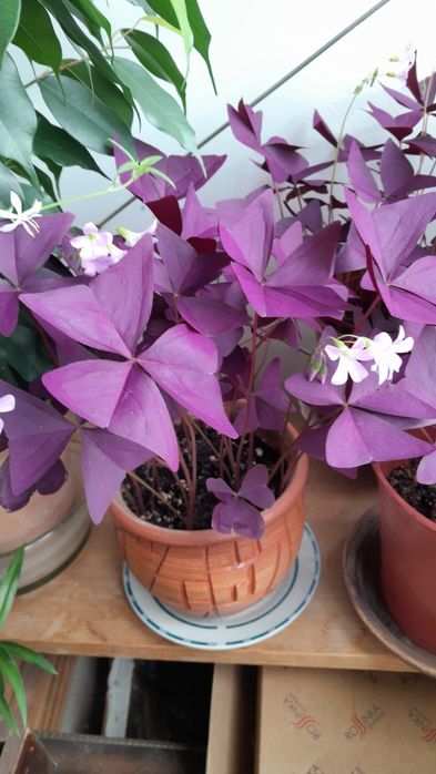 Кислица (оксалис)