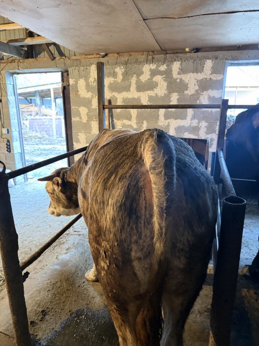 Бычки 2годавалые жирные