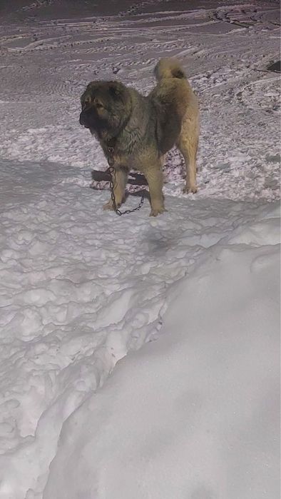 Ищем кобеля на вязку