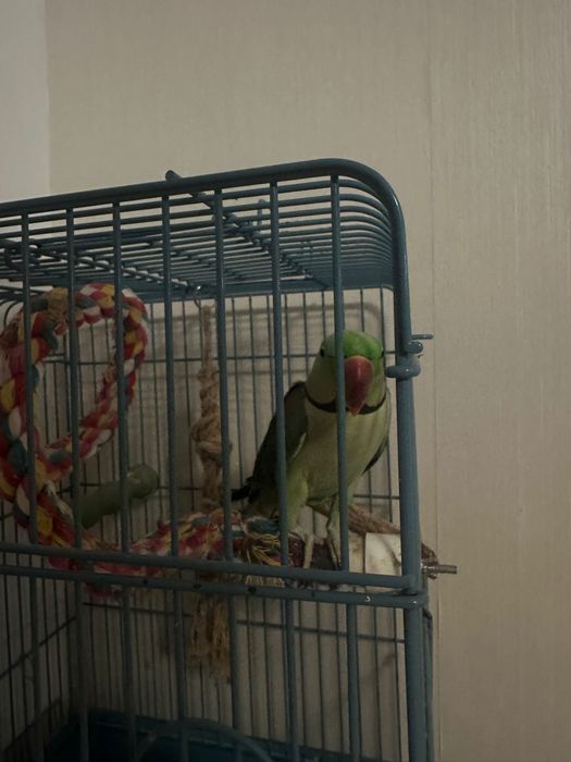 Papagal Marele Alexandru