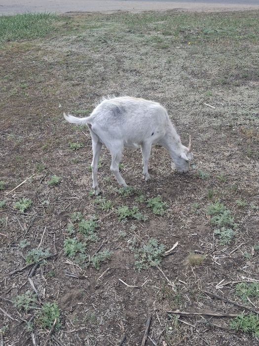Продам дойных коз и козлят