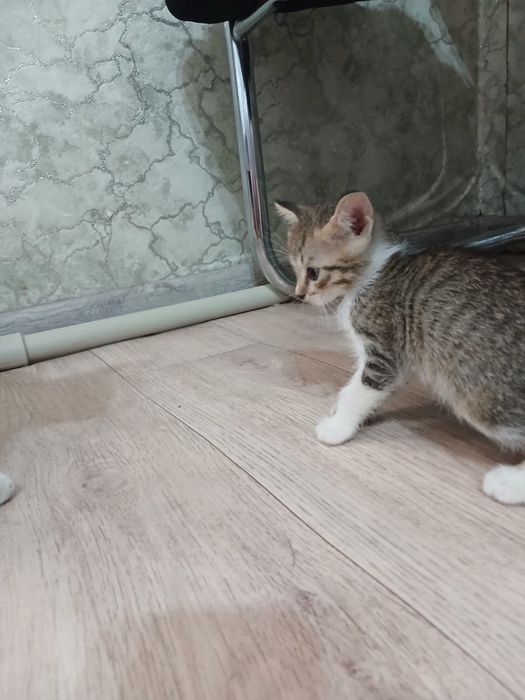 Отдам котят бесплатно