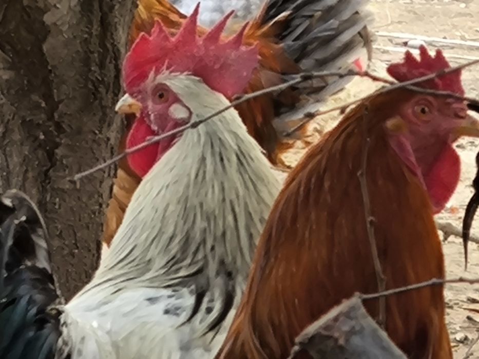 Қораздар сатылады, үйдікі, мықты, жас