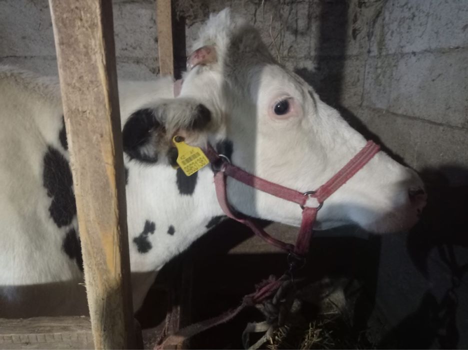 Корова галштинка