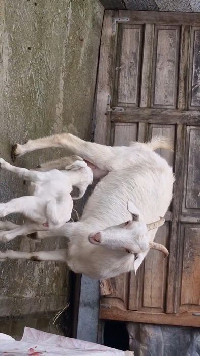 Коза ешкі Коза ешкі