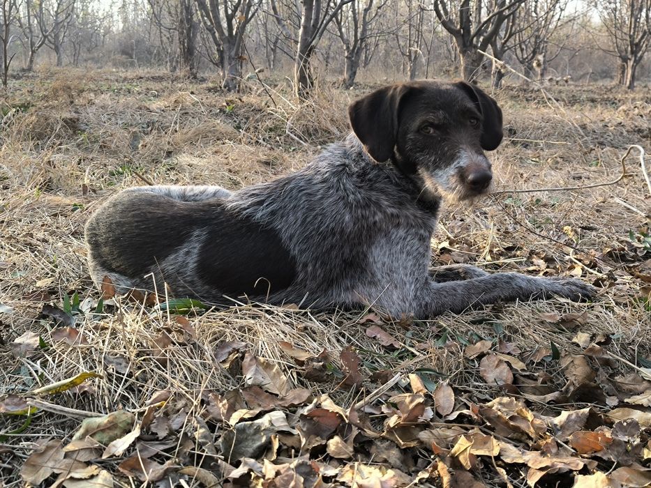 Дратхар ургочи сотилади