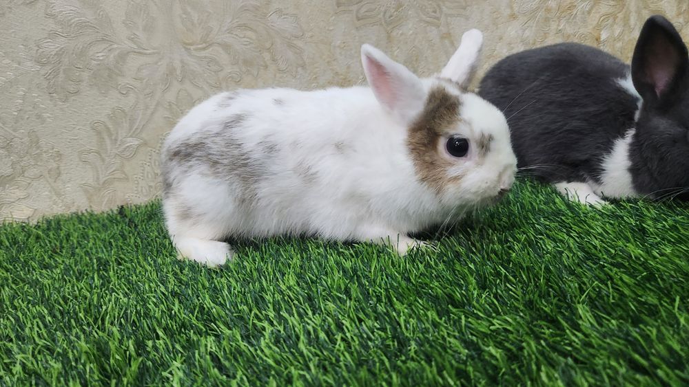 Карликовые кролики
