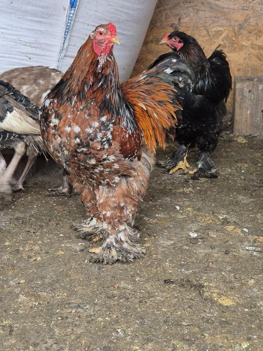 Cocos brahma portelan