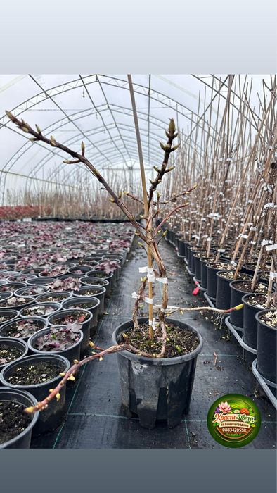 Хортензия Катерлива