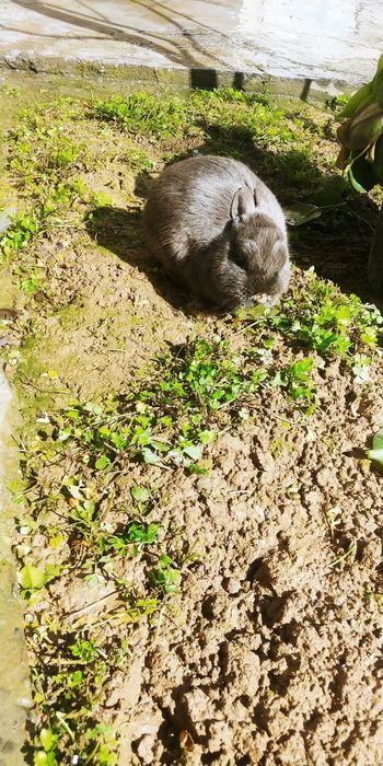 Продается кролик