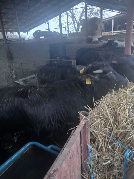 Bivoli cu acte de origine