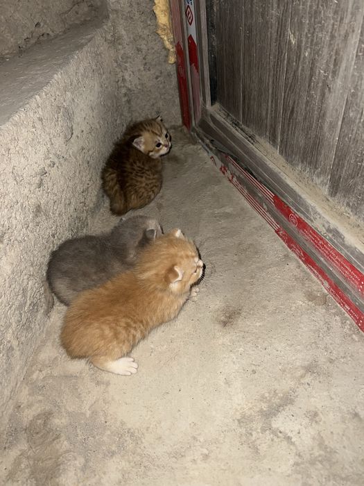 Mushukchalar sotiladi