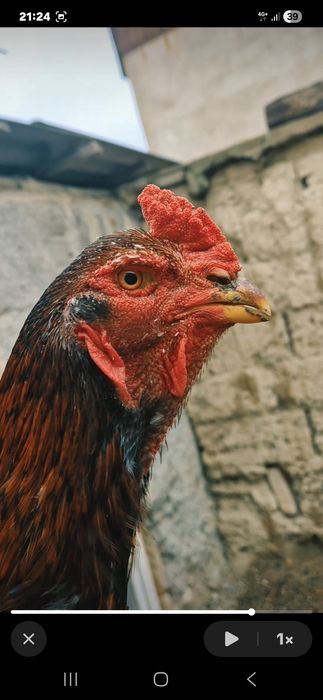 Продам молодого петушка