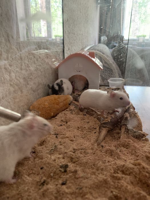 Продам сирийских хомяков