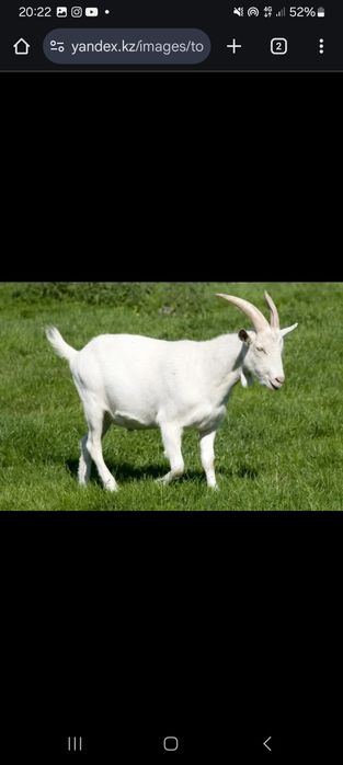 Ешкі сүті қолдың