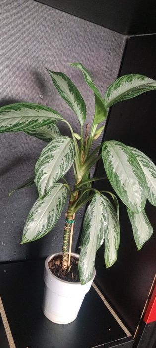 Комнатные цветы адаптированные