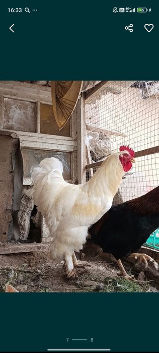 Brama xorozlar sotiladi
