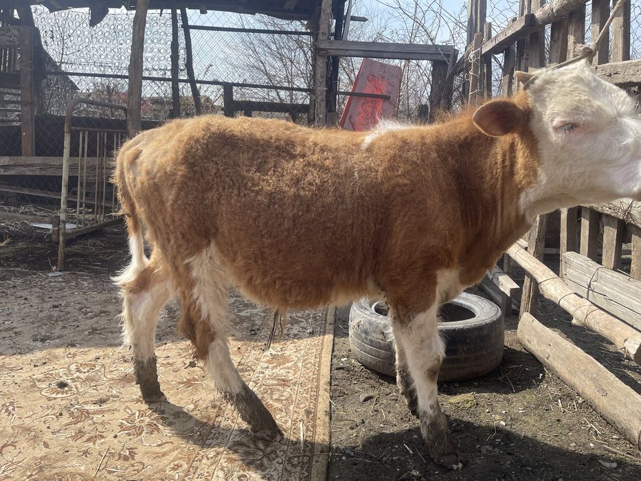 Продается 2 бычка