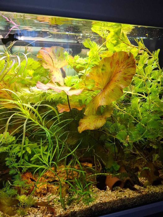 PLANTE de acvariu