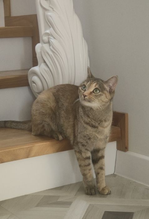 Ищем новый дом для нашей девочки