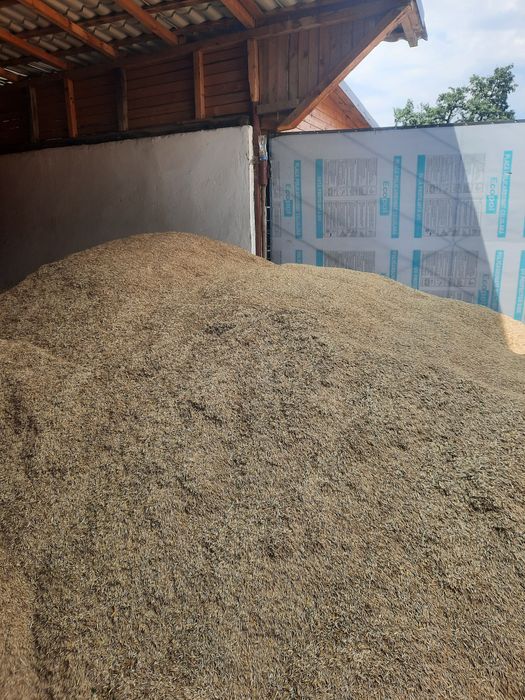 Vand ovaz pret 1.5 lei kg