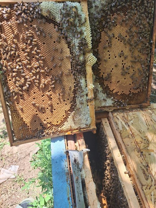 Vând roiuri de albine.