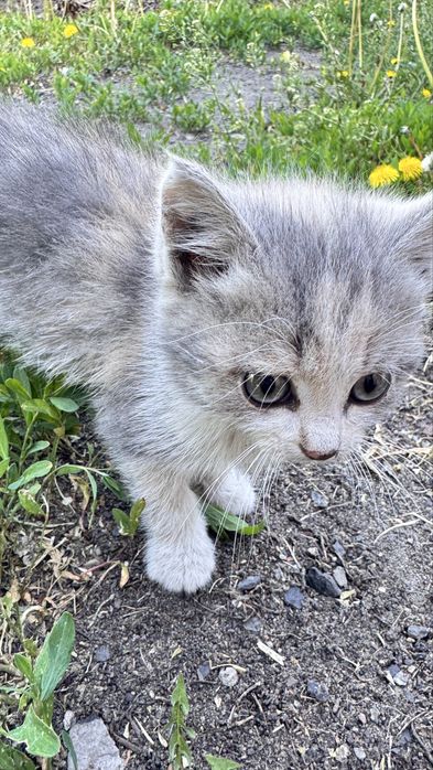 Котенок (девочка)