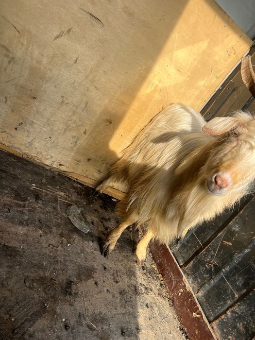 Vând țap de anul ăsta sau schimb cu animale sau cereale