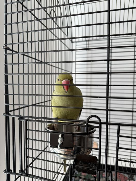 Папагал Малък Александър