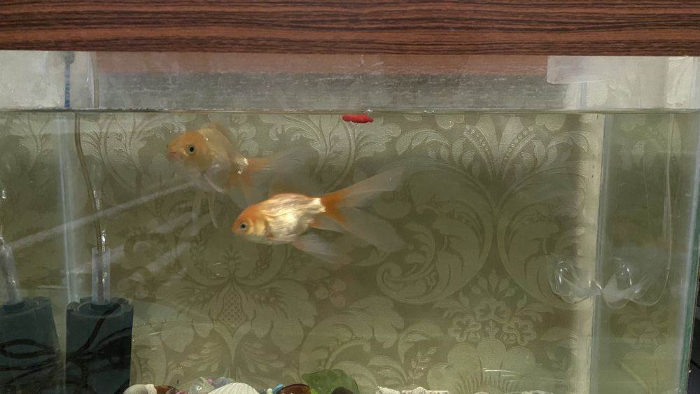 Аквариум с рыбками