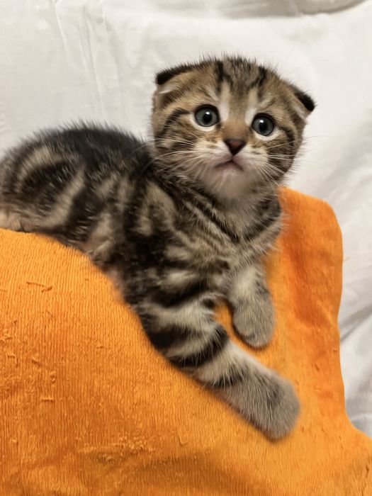 Отдам котят в добрые руки