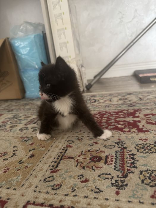 Котенок мальчик добрым людям