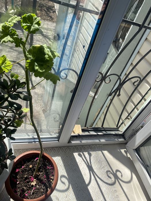 Продам цветы