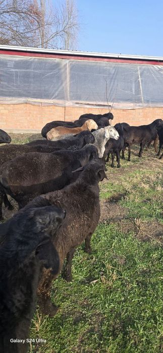 Qo'y, куй, qoy, кучкор, qochqor, qo'chqor