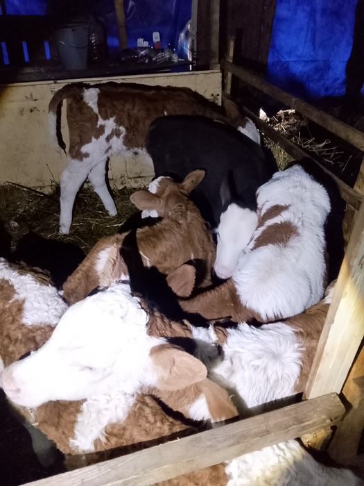 Vand viței antercati și de lapte