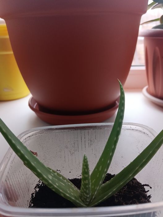 Алое вера  лечебный