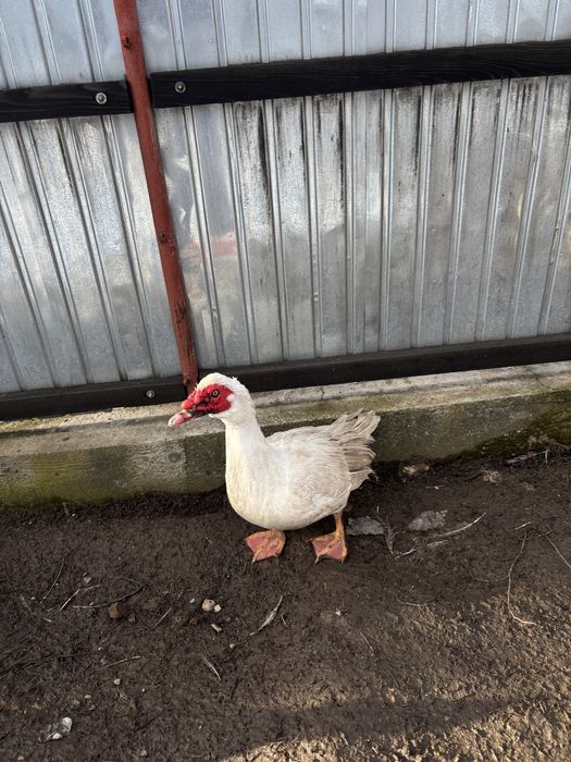 Vand doi ratoi lesesti