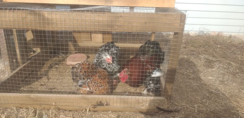 Карликовые куры-карликовые  кокинхины.