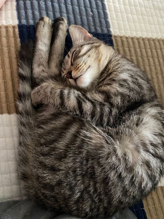 Отдадим кошечку в добрые руки