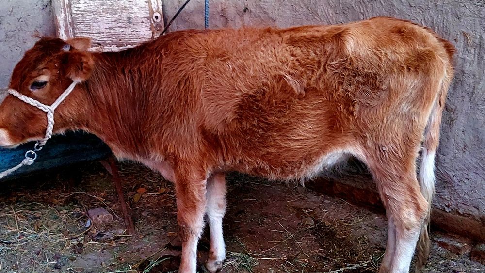 Bog‘oz g‘unojin sotiladi kelishamiz