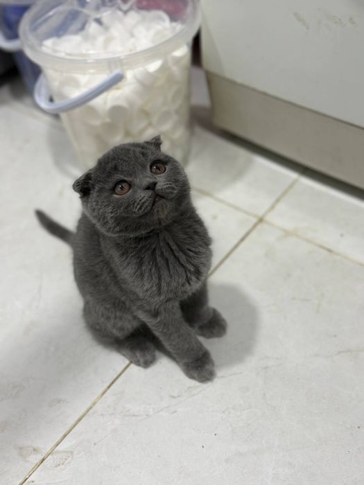 Котята Scotish fold и strayt (Шотландский вислоухие и прямоухие)